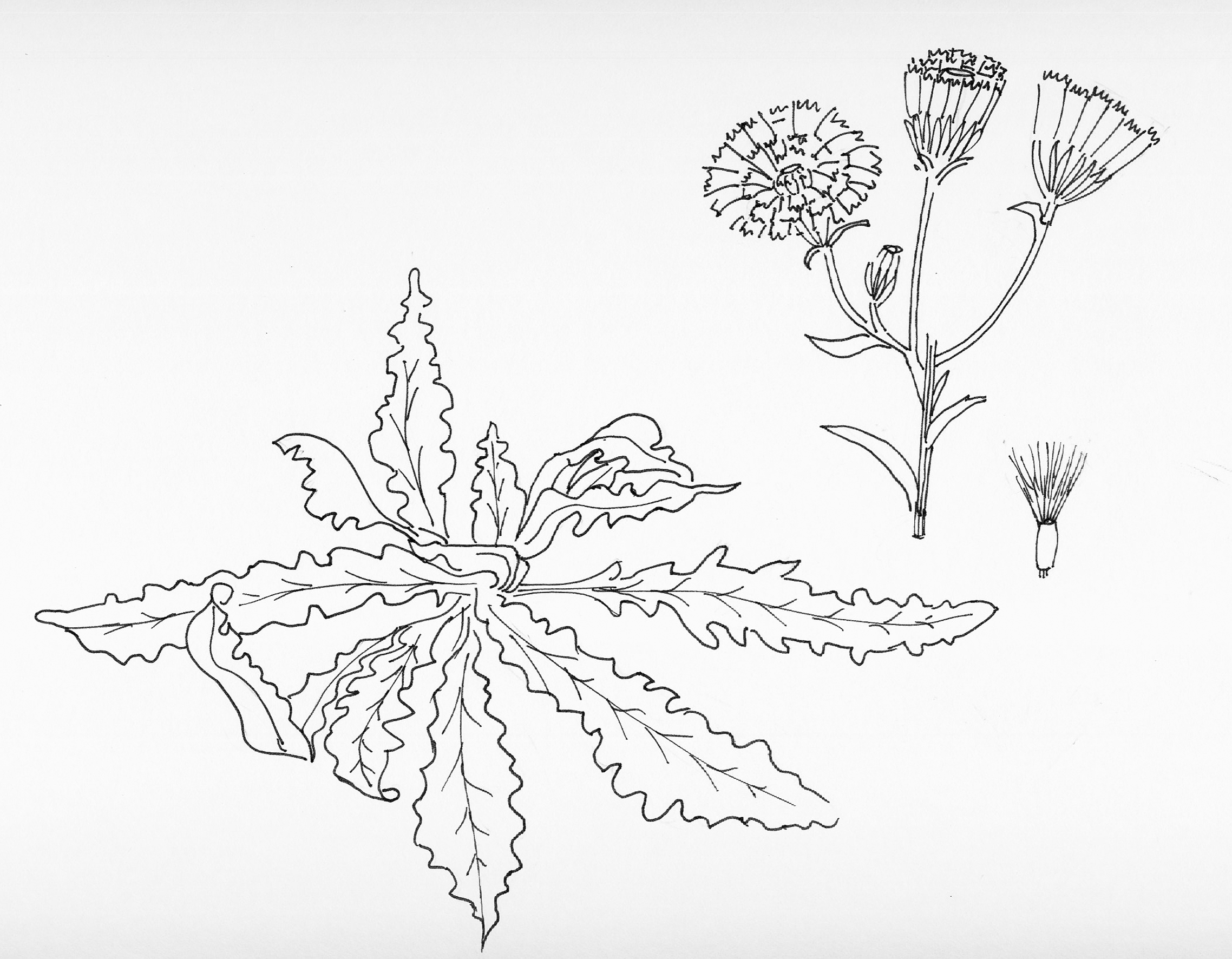 PICRIS HIERACICOIDES L. - aspraggine comune/img digitale